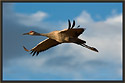 Sandhill Crane 5771